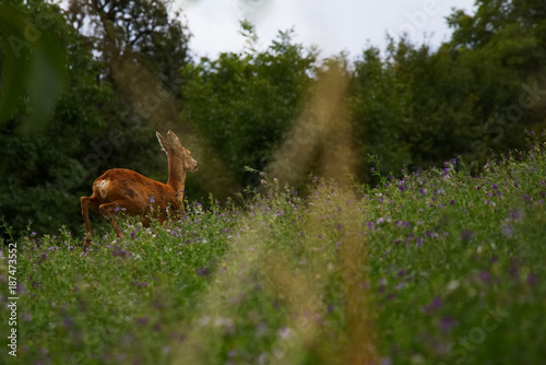 running hind in meadow, jumping roe deer