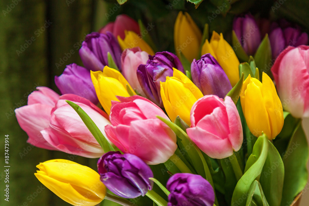 Tulips violet, yellow, pink on a dark green background. Tulips bouquet Tulips violet, yellow, pink on a dark green background. Tulips bouquet