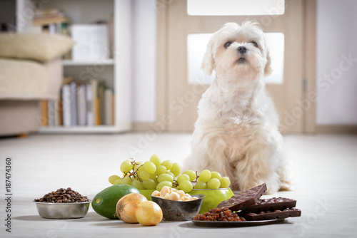 Little dog and food toxic to him