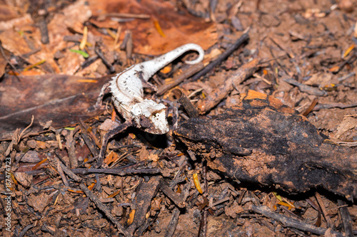 Plated leaf chameleon (Brookesia stumpffi), walking on the ground, Nosy Komba, Madagascar photo