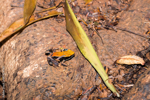 Madagascar poison frog (Mantella ebenaui) being held upside down in human hands, Nosy Komba, Madagascar photo