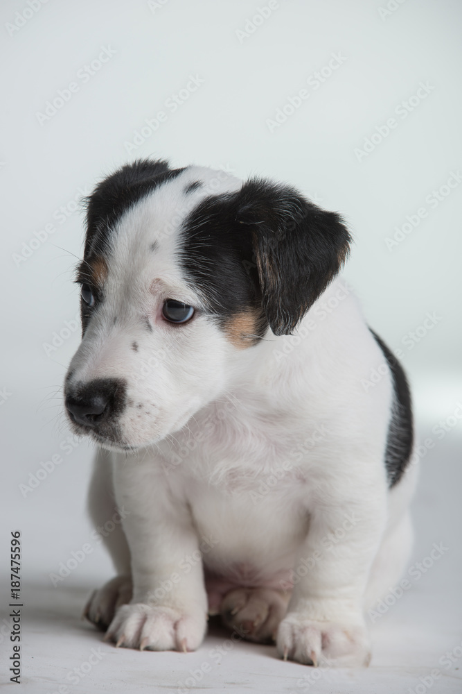 Jack Russell terrier puppy isolated on a white background