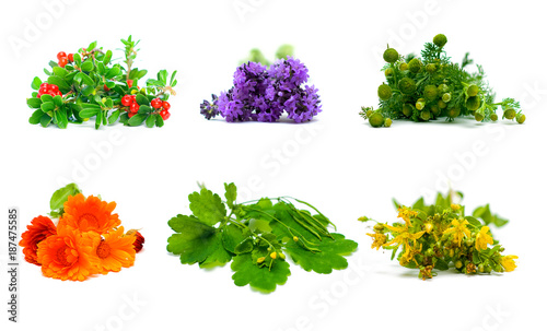 Medicine Plants, Herbs and Flowers on White Background. Alternative Medicine and Herbal Treatment Concept photo