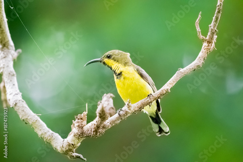 Olive-backed sunbird or Yellow-bellied sunbird © joesayhello