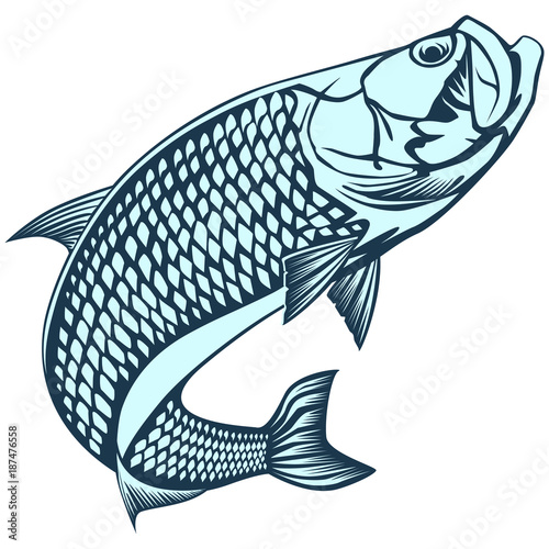 Tarpon ocean blue