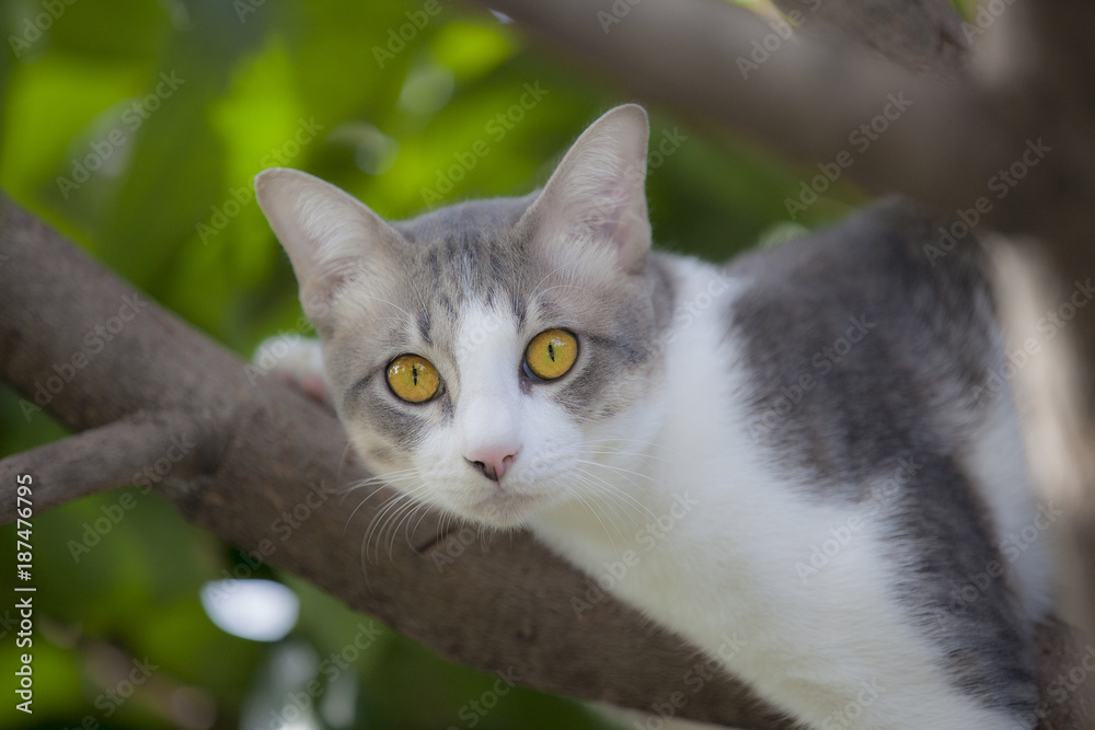 cat on tree looking to camera