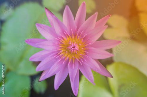 Pink Lotus in the rivers with green background