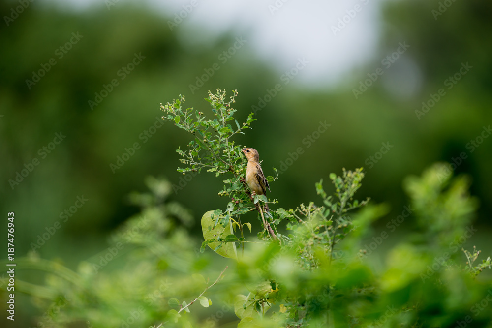 Baya weaver Baya weaver