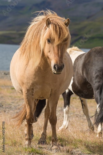 Free roaming icelandic horses in the West Fjords near Reykholt, Iceland