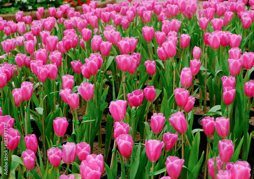 pink tulip in a beautiful field.