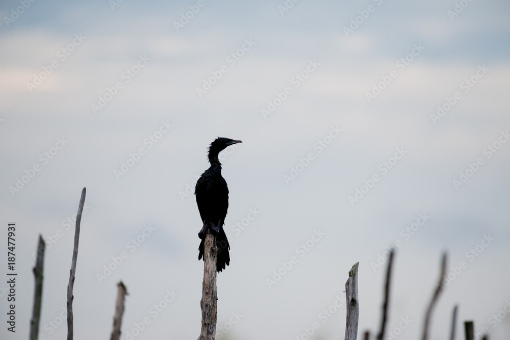 Obraz premium Little cormorant in wetlands Thale Noi, one of the country's largest wetlands covering Phatthalung, Nakhon Si Thammarat and Songkhla ,South of THAILAND.
