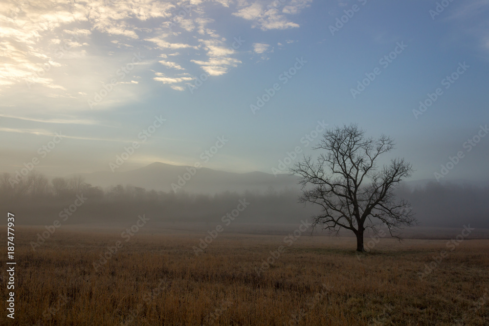 Foggy cades cove morning in great smoky mountains national park Foggy cades cove morning in great smoky mountains national park