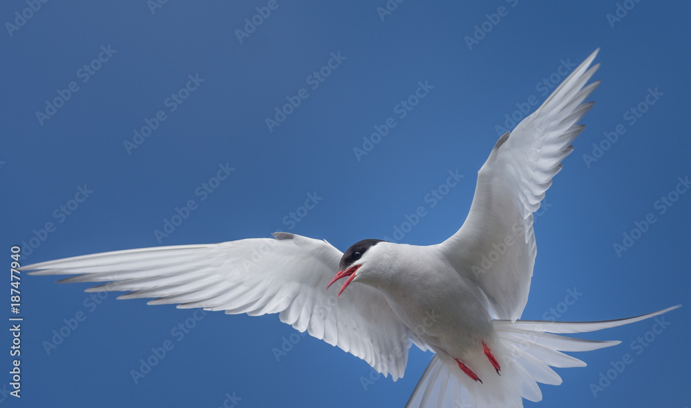 Arctic tern on a beach in the West fjords, Iceland Arctic tern on a beach in the West fjords, Iceland