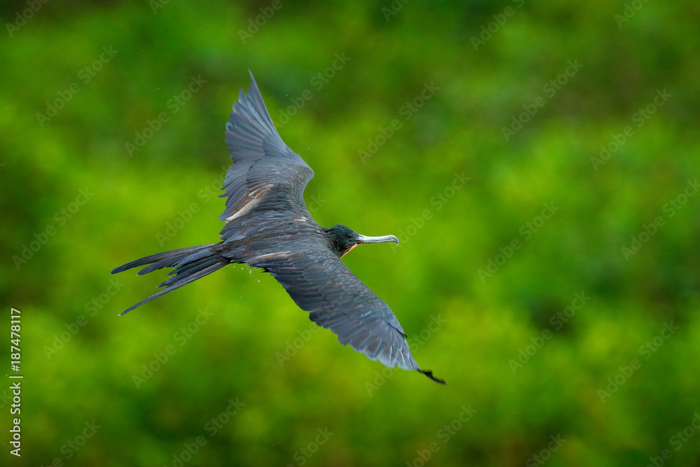 Magnificent frigatebird, Fregata magnificens, flying bird green vegetation. Tropic sea bird from Costa Rica coast. Wildlife scene from nature. Fly bird with wings. Black Frigatebird with red throat.