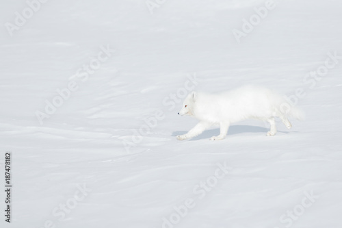 Polar fox in habitat  winter landscape  Svalbard  Norway. Beautiful animal in snow. Running white fox. Wildlife action scene from nature  Vulpes lagopus  in the nature habitat. Cold winter with fox.