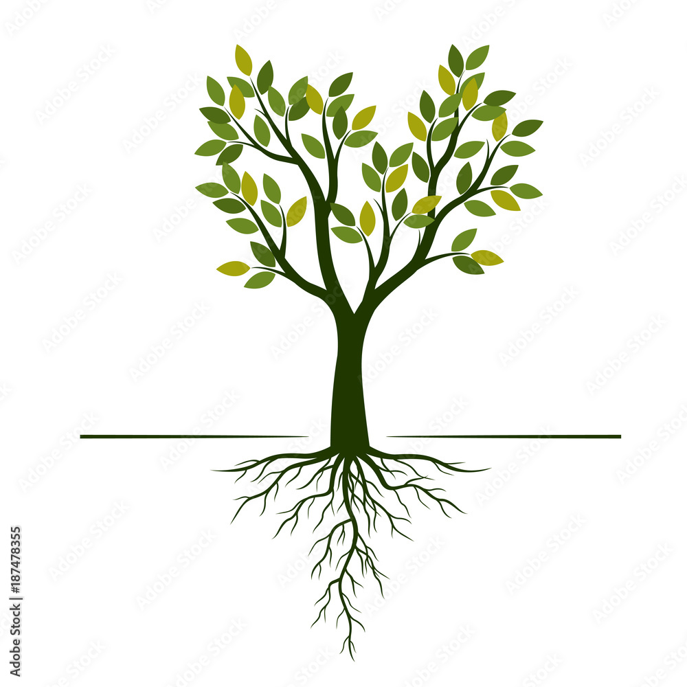 Green Tree with Leaves and Roots. Vector Illustration. Green Tree with Leaves and Roots. Vector Illustration.