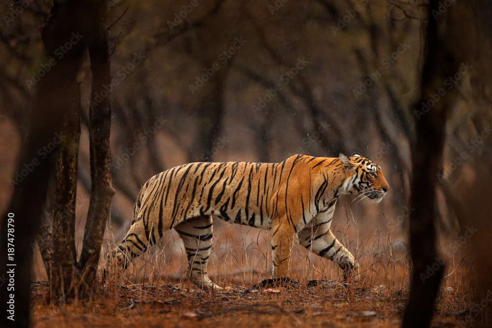 Fototapeta premium Tiger hidden walking in old dry forest. Indian tiger first rain, wild danger animal in the nature habitat, Ranthambore, India. Big cat, endangered animal, nice fur coat. End of dry season, monsoon. 