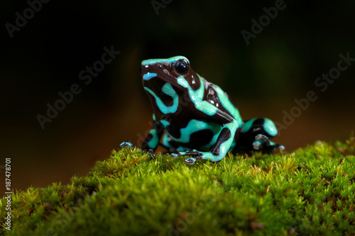 Tableau sur toile Poison frog from Amazon tropic forest, Costa Rica