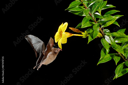Orange nectar bat, Lonchophylla robusta, flying bat in dark night. Nocturnal animal in fly with yellow feed flower. Wildlife action scene from tropic nature, Costa Rica. Tongue stick out. Mammal fly.