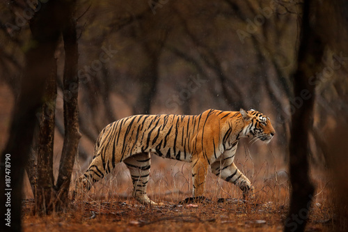 Tiger hidden walking in old dry forest. Indian tiger first rain, wild danger animal in the nature habitat, Ranthambore, India. Big cat, endangered animal, nice fur coat. End of dry season, monsoon. 