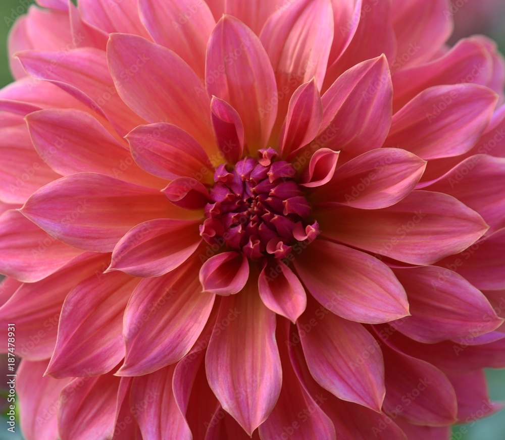 Dahlia rose au jardin Dahlia rose au jardin