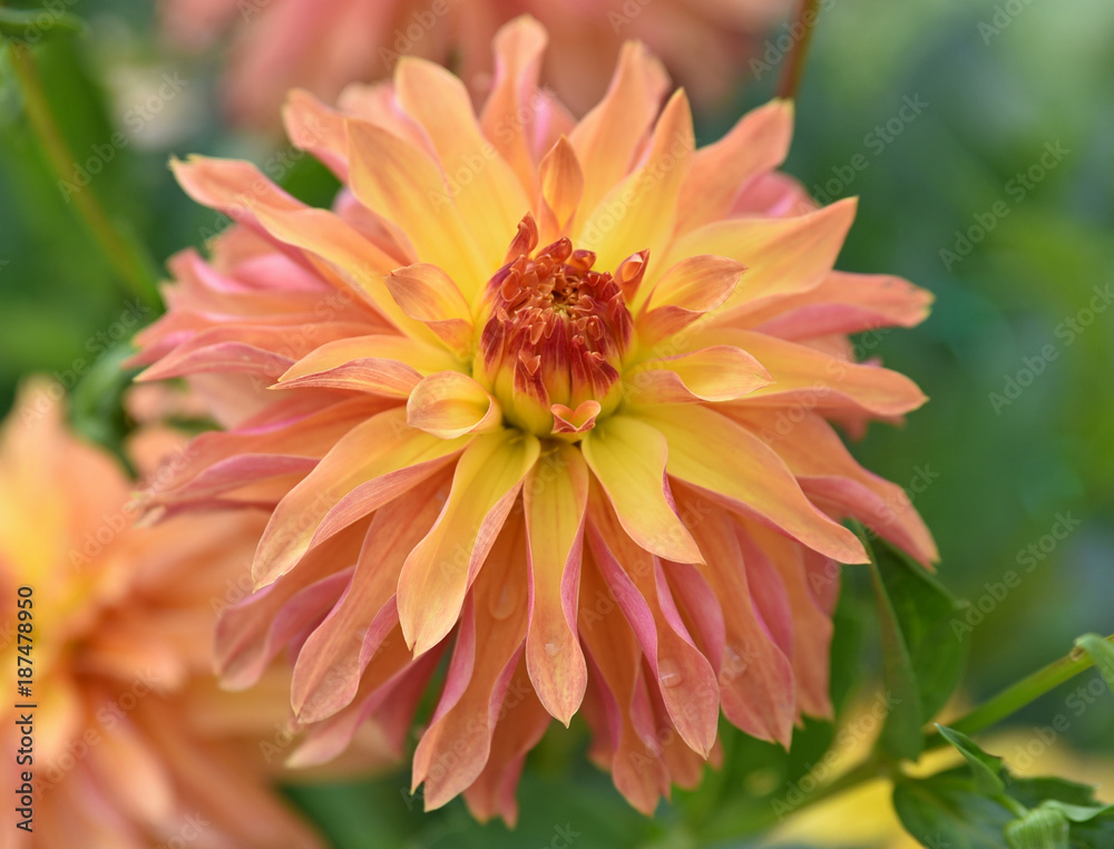 Dahlia rose et jaune au jardin en été Dahlia rose et jaune au jardin en été