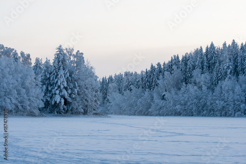 forest in winter © Nikolai Tsvetkov