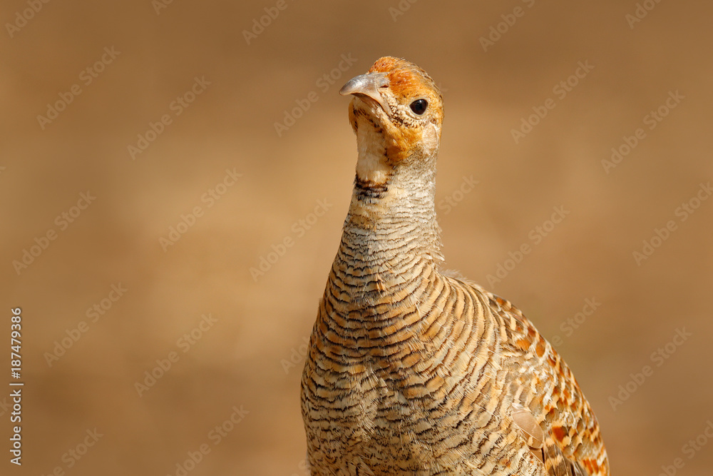 Grey francolin, Francolinus pondicerianus, Ranthambore, India, Asia. Bird sitting on the tree trunk. Francolin in the nature habitat. In safari. Wildlife scene from nature. Asia birdwatching portrait Grey francolin, Francolinus pondicerianus, Ranthambore, India, Asia. Bird sitting on the tree trunk. Francolin in the nature habitat. In safari. Wildlife scene from nature. Asia birdwatching portrait
