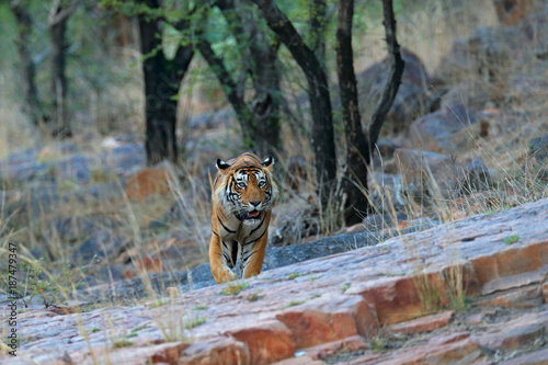 Indian tiger, wild danger animal in nature habitat, Ranthambore, India. Big cat, endangered mammal, nice fur coat. End of dry season, monsoon. Bengal tiger walking in old dry forest. Hidden in forest.