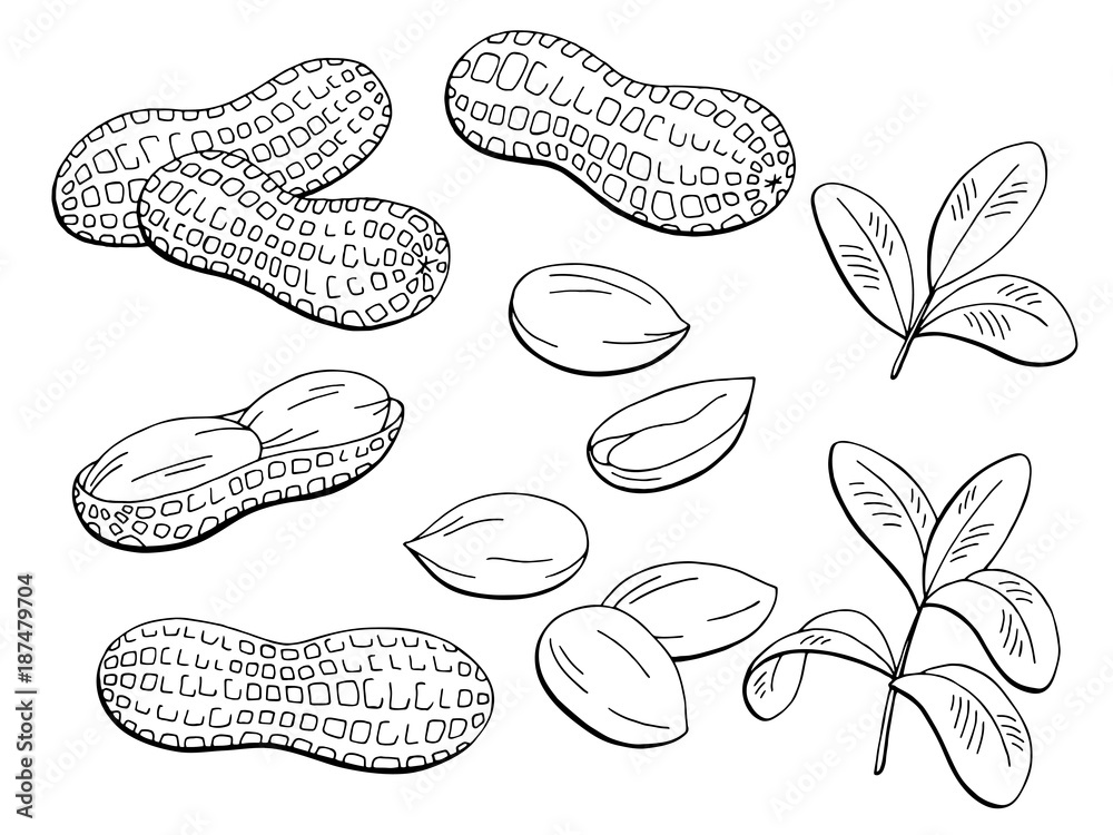 Peanut graphic black white isolated sketch illustration vector Stock