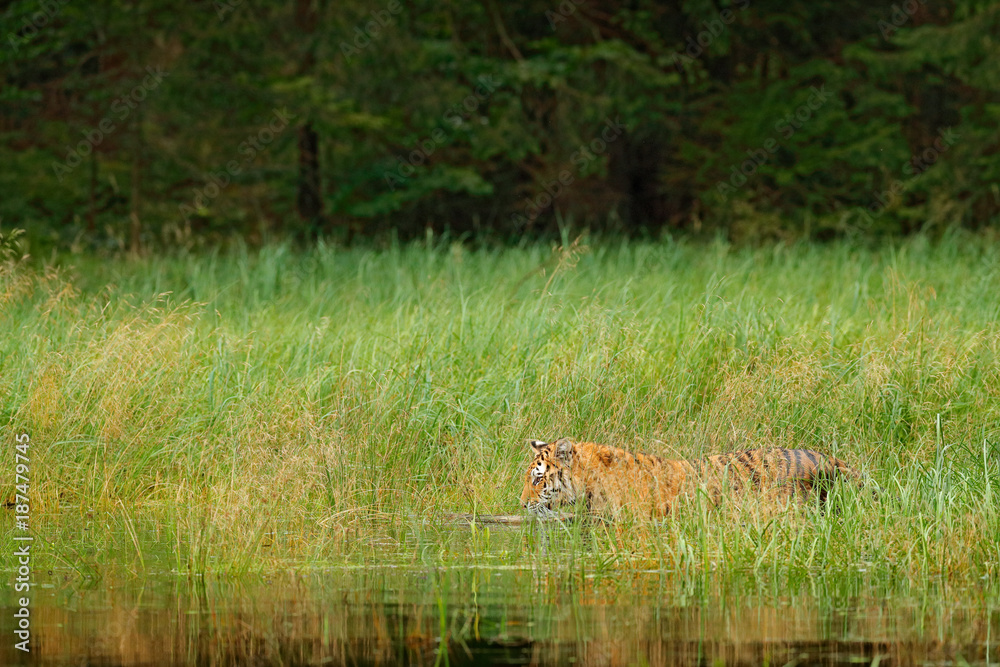 Fototapeta premium Amur tiger walking in river water grass. Danger animal, taiga, Russia. Animal green forest stream. Siberian tiger splash water. Tiger wildlife scene, wild cat, nature habitat. Green lake hidden tiger