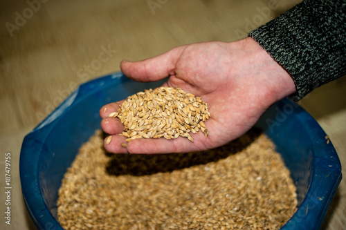 homebrewing malt