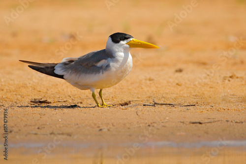 Large-billed tern, Phaetusa simplex, in river sand beach, Rio Negro, Pantanal, Brazil.  Bird in the nature sea habitat. Skimmer drinking water with open wings. Wildlife scene from wild nature
