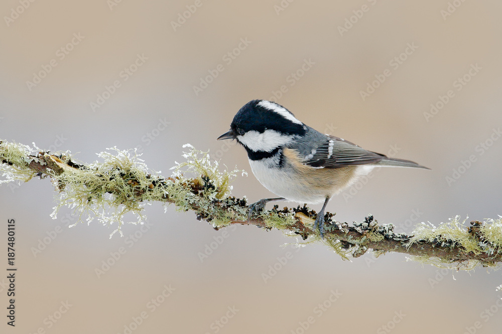 Obraz premium Coal Tit, Parus ater, cute blue and yellow songbird in winter scene, snow flake and nice snow flake and nice lichen branch, bird in the nature forest habitat, France