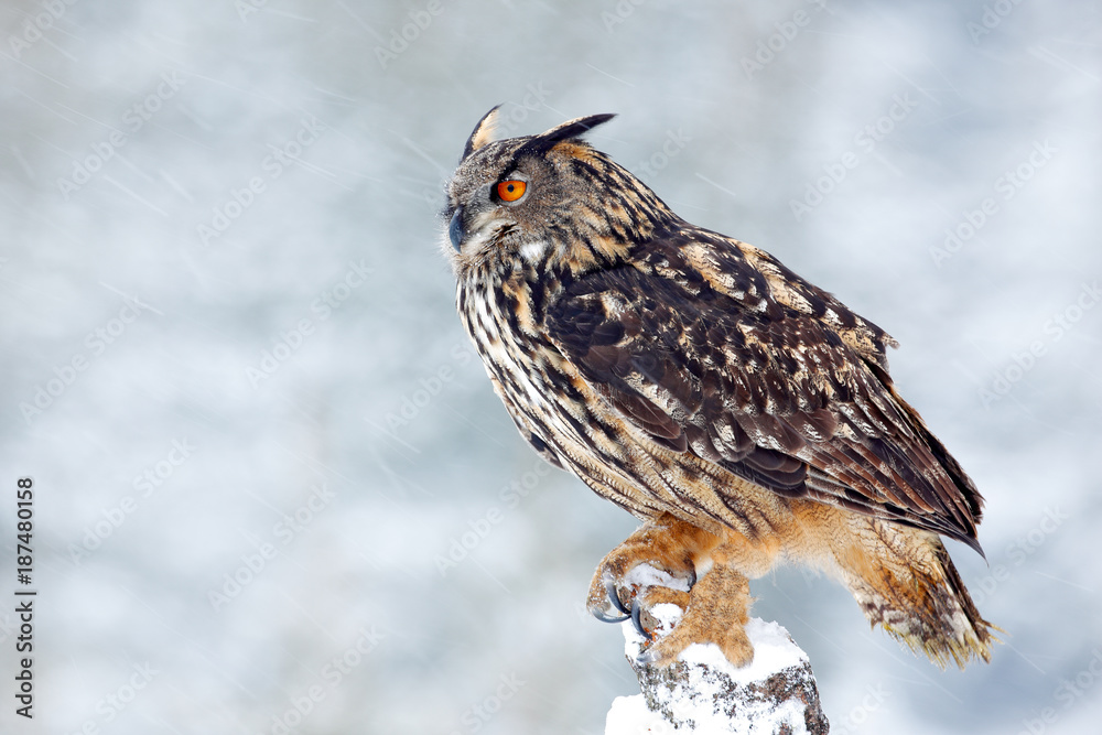 Obraz premium Big Eurasian Eagle Owl with snowy stump with snow flake during winter, Czech republic. First snow with bird. Winter with big white beautiful owl. Wildlife scene from snowy nature. Snow storm with owl.