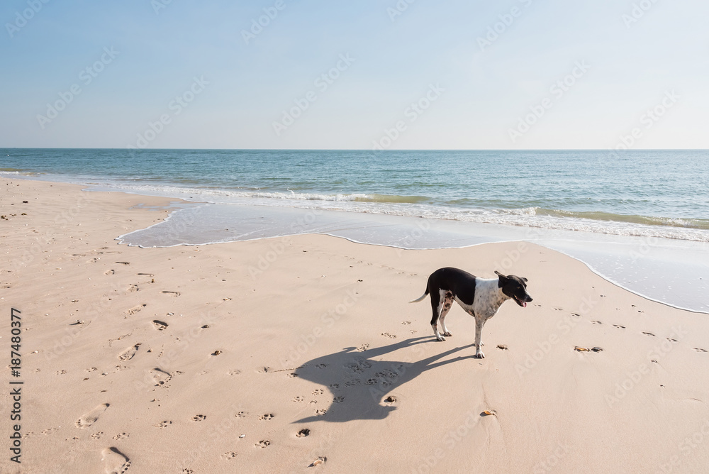 Dog on the beach at Cha Am beach of Thailand. Dog on the beach at Cha Am beach of Thailand.