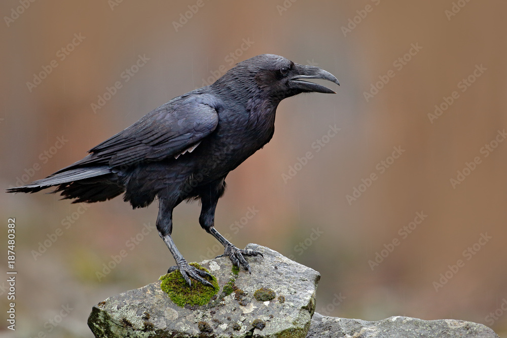 Rooks among the rocks, Birds