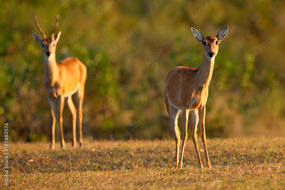 Pampas Deer, Ozotoceros bezoarticus, sitting in the green grass, Pantanal, Brazil. Wildlife scene from nature. Pair if deer, nature habitat. Wildlife Brazil. Two mammals in grass woodland. Pampas Deer, Ozotoceros bezoarticus, sitting in the green grass, Pantanal, Brazil. Wildlife scene from nature. Pair if deer, nature habitat. Wildlife Brazil. Two mammals in grass woodland.