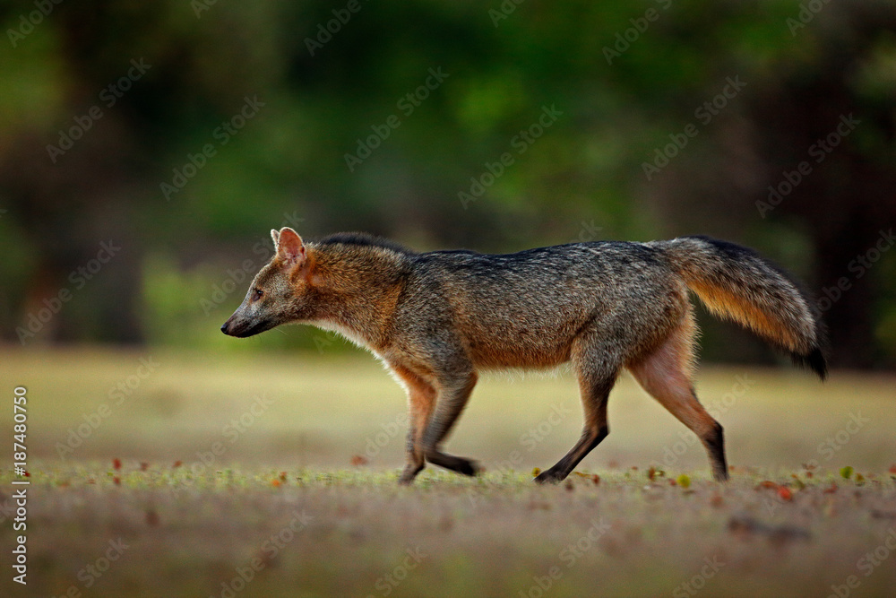 Crab-eating fox, Cerdocyon thous, forest fox, wood fox or Maikong. Wild dog in nature habitat. Face evening portrait. Wildlife, Pantanal, Brazil. Green vegetation, cute wild fox. Travelling Brazil.