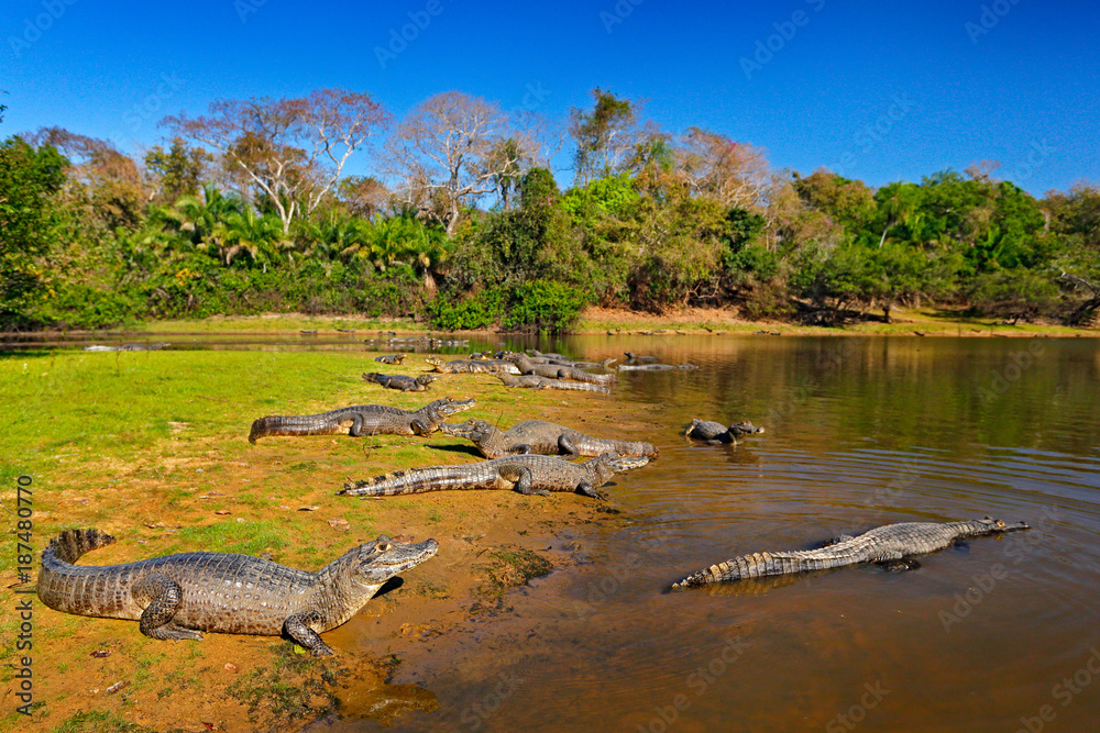 Fototapeta premium Caiman, Yacare Caiman, crocodiles in river surface, evening with blue sky, animals in the nature habitat. Pantanal, Brazil. Caimans, water landscape with trees. Wildlife scene from Brazil nature.