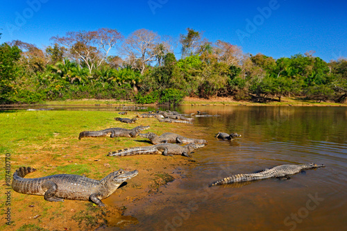 Caiman, Yacare Caiman, crocodiles in river surface, evening with blue sky, animals in the nature habitat. Pantanal, Brazil. Caimans, water landscape with trees. Wildlife scene from Brazil nature.