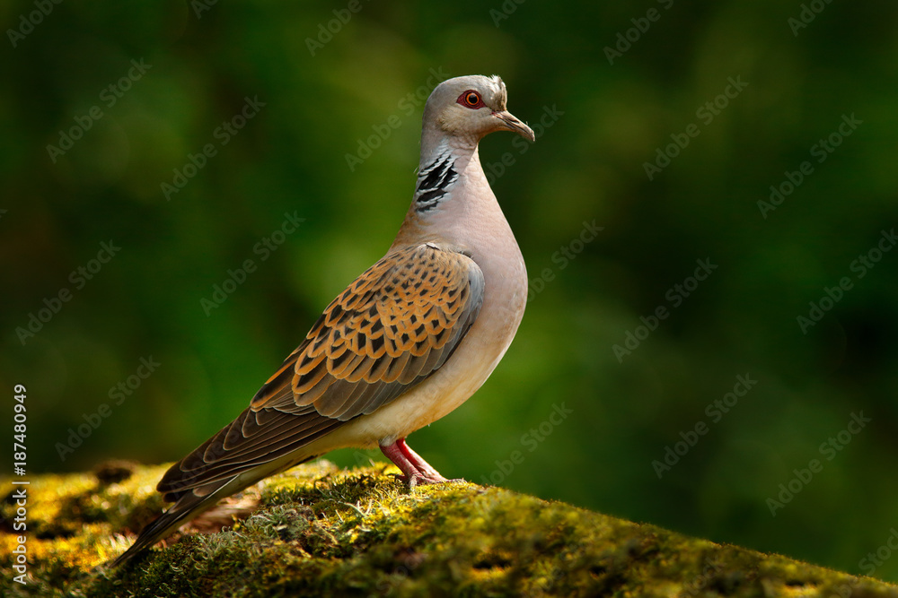 Turtle dove, Streptopelia turtur, Pigeon forest bird in the nature