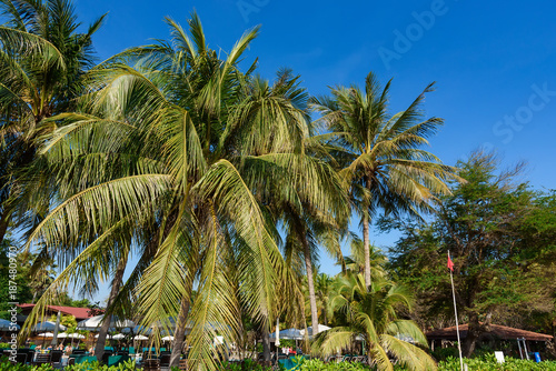 Green palm tree on tropical island. Bright blue sky background. Summer vacation Thailand.