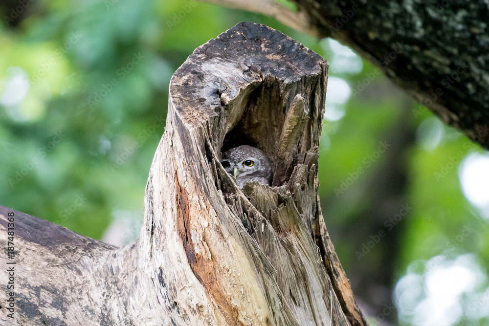 Fototapeta premium Spotted owl