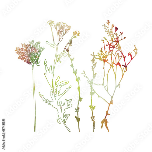 Meadow grasses, herbs and flowers outlines in watercolor style.