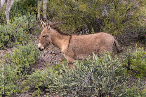  Wild Burro in the Arizona Desert inSpring photo