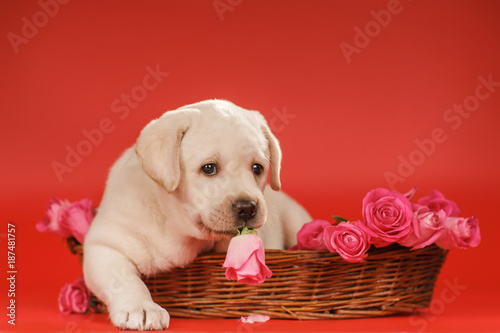 Labrador puppy on a red background
