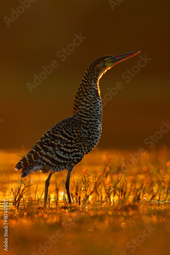 Evening sun, Rufescent Tiger-Heron, Tigrisoma lineatum, motteled bird with evening back light, in the nature habitat, Pantanal, Brazil photo