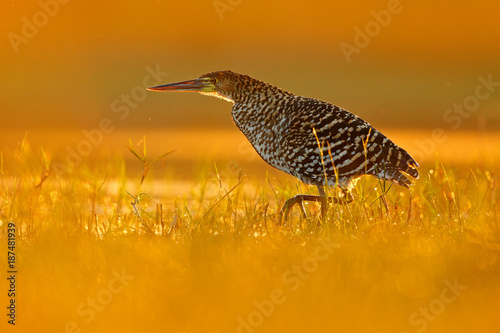 Evening sun, Rufescent Tiger-Heron, Tigrisoma lineatum, motteled bird with evening back light, in the nature habitat, Pantanal, Brazil photo