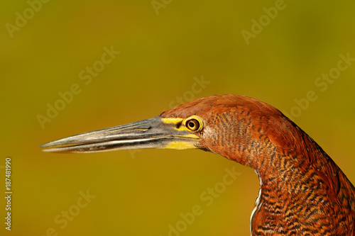 Detail portrait of tiger heron. Evening sun, Rufescent Tiger-Heron, Tigrisoma lineatum, motteled bird with evening back light, in the nature habitat, Pantanal, Brazil. Head with beak. photo